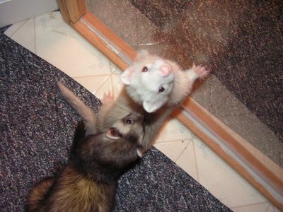 ./2005/Ferrets/thumbferrets